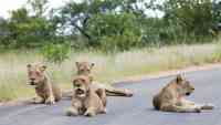 Noticia: FOTOS: Leones duermen en medio de la carretera de un parque nacional en plena cuarentena por el covid-19 FOTOS: Leones duermen en medio de la carretera de un parque nacional en plena cuarentena por el covid-19