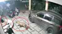 Noticia: VIDEO | Leopardo ataca violentamente a perro que dormía a las afueras de una casa VIDEO | Leopardo ataca violentamente a perro que dormía a las afueras de una casa