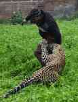 Noticia: VIDEO: un leopardo aterroriza a una ciudad india VIDEO: un leopardo aterroriza a una ciudad india