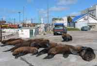 Noticia: VIDEO: Lobos marinos se apropian de algunas calles en Mar del Plata, Argentina VIDEO: Lobos marinos se apropian de algunas calles en Mar del Plata, Argentina