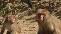Noticia: Un mono mata a un bebé de 12 días en la India Un mono mata a un bebé de 12 días en la India