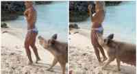 Noticia: VIDEO: un cerdo muerde a una famosa modelo VIDEO: un cerdo muerde a una famosa modelo