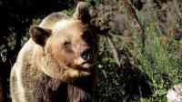 Noticia: VIDEO: Captan a un enorme oso corriendo por las calles de una ciudad en Rusia VIDEO: Captan a un enorme oso corriendo por las calles de una ciudad en Rusia