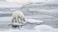 Noticia: FOTOS: un oso polar hambriento se trepa sobre un submarino en el Ártico FOTOS: un oso polar hambriento se trepa sobre un submarino en el Ártico