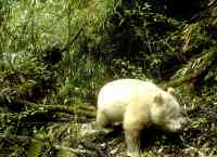 Noticia: VIDEO | Un raro ejemplar de oso panda albino fue avistado en China VIDEO | Un raro ejemplar de oso panda albino fue avistado en China