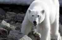 Noticia: VIDEO | Periodistas se topan de frente a un oso polar durante la filmación de un documental VIDEO | Periodistas se topan de frente a un oso polar durante la filmación de un documental