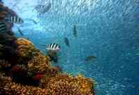 Noticia: Descubren que los peces también se desesperan y podrían servir para probar antidepresivos Descubren que los peces también se desesperan y podrían servir para probar antidepresivos