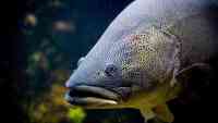 Noticia: Inyectarán oxígeno para impedir muerte de peces Inyectarán oxígeno para impedir muerte de peces