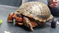 Noticia: VIDEO | La tortuga que volvió a caminar gracias a piezas de Lego VIDEO | La tortuga que volvió a caminar gracias a piezas de Lego