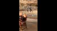 Noticia: VIDEO | Dos canguros tienen una pelea de película en el patio de una casa VIDEO | Dos canguros tienen una pelea de película en el patio de una casa