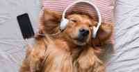 Noticia: ¿Spotify para mascotas? Hasta la iguana tiene una lista de canciones ¿Spotify para mascotas? Hasta la iguana tiene una lista de canciones