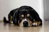Noticia: VIDEO | Un perro contempla el incendio que provocó por accidente en casa VIDEO | Un perro contempla el incendio que provocó por accidente en casa