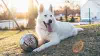 Noticia: Perros pueden portar un virus mortal para los humanos Perros pueden portar un virus mortal para los humanos