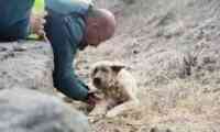 Noticia: El conmovedor momento del rescate de un perro en el incendio de Gran Canaria El conmovedor momento del rescate de un perro en el incendio de Gran Canaria