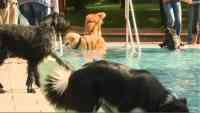 Noticia: VIDEO | Un día de perros: una ciudad alemana abrió la piscina sólo para ellos VIDEO | Un día de perros: una ciudad alemana abrió la piscina sólo para ellos