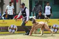 Noticia: VIDEO: un festival donde los perros son las estrellas VIDEO: un festival donde los perros son las estrellas