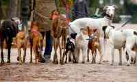 Noticia: Investigan en Noruega muerte masiva de perros Investigan en Noruega muerte masiva de perros