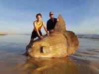 Noticia: Imágenes | Encuentran un raro pez luna gigante en una playa de Australia Imágenes | Encuentran un raro pez luna gigante en una playa de Australia
