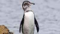 Noticia: Expectativa de vida del pingüino de Galápagos es mayor a la que se pensaba Expectativa de vida del pingüino de Galápagos es mayor a la que se pensaba