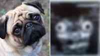 Noticia: FOTO | La radiografía de un perro pug siembra el terror en redes sociales FOTO | La radiografía de un perro pug siembra el terror en redes sociales