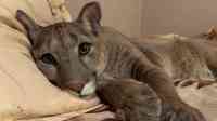 Noticia: VIDEO | 'Messi'. el puma que vive como un gato doméstico VIDEO | 'Messi'. el puma que vive como un gato doméstico