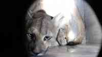 Noticia: VIDEO: Capturan otro puma silvestre en Santiago de Chile durante la cuarentena por el coronavirus VIDEO: Capturan otro puma silvestre en Santiago de Chile durante la cuarentena por el coronavirus