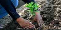 Noticia: Habría que reforestar un área del tamaño de Estados Unidos para salvar el planeta Habría que reforestar un área del tamaño de Estados Unidos para salvar el planeta