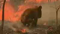 Noticia: 500 millones de animales han muerto debido a los incendios en Australia 500 millones de animales han muerto debido a los incendios en Australia