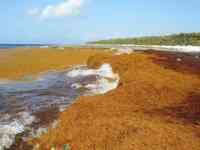 Noticia: Cuba también sufre 'invasión' de sargazo Cuba también sufre 'invasión' de sargazo