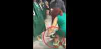 Noticia: VIDEO | Perro se come el diploma de la recién graduada tras ceremonia VIDEO | Perro se come el diploma de la recién graduada tras ceremonia