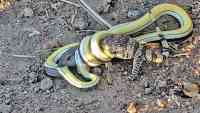 Noticia: VIDEO| ¡Impactante! Una cría de lagarto lucha "a muerte" contra una serpiente venenosa VIDEO| ¡Impactante! Una cría de lagarto lucha "a muerte" contra una serpiente venenosa