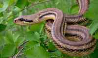 Noticia: VIDEO: Una serpiente venenosa se esconde entre zapatos en una casa familiar en Australia VIDEO: Una serpiente venenosa se esconde entre zapatos en una casa familiar en Australia