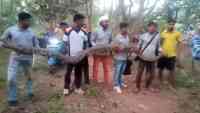 Noticia: VIDEO | Encuentran seis gigantescas serpientes de una tubería en la India VIDEO | Encuentran seis gigantescas serpientes de una tubería en la India