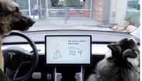 Noticia: VIDEO | Qué es el "modo perro" que llegó a los autos Tesla VIDEO | Qué es el "modo perro" que llegó a los autos Tesla