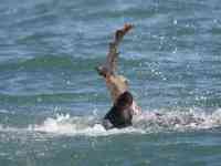 Noticia: VIDEO: captan feroz ataque de león marino a tiburón VIDEO: captan feroz ataque de león marino a tiburón