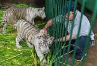 Noticia: VIDEO | Zoológico de Nicaragua acoge a dos tigres blancos VIDEO | Zoológico de Nicaragua acoge a dos tigres blancos