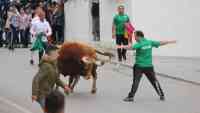 Noticia: Un anciano murió al ser atacado por un toro durante un festival en España Un anciano murió al ser atacado por un toro durante un festival en España