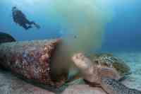 Noticia: VIDEO | Una tortuga marina en peligro de extinción se alimenta de desechos residuales VIDEO | Una tortuga marina en peligro de extinción se alimenta de desechos residuales