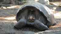 Noticia: La tortuga más grande que haya existido tenía un caparazón de 3 metros y cuernos La tortuga más grande que haya existido tenía un caparazón de 3 metros y cuernos