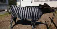 Noticia: ¿Pintar vacas como cebras tiene un beneficio? Esto fue lo que descubrieron investigadores ¿Pintar vacas como cebras tiene un beneficio? Esto fue lo que descubrieron investigadores
