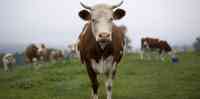 Noticia: Hombre es acusado de tener intimidad con una vaca Hombre es acusado de tener intimidad con una vaca