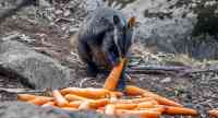Noticia: Lanzan comida a animales afectados por incendios en Australia Lanzan comida a animales afectados por incendios en Australia