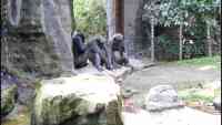 Noticia: VIDEO: chimpancés usan tronco como escalera para escapar de su encierro en un zoológico VIDEO: chimpancés usan tronco como escalera para escapar de su encierro en un zoológico