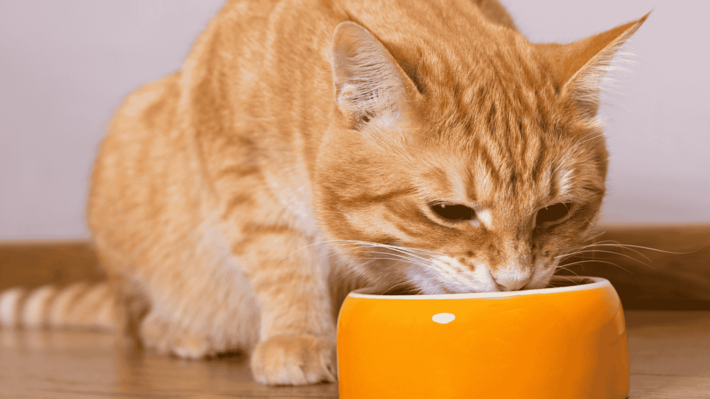 na alerta veterinaria ha puesto el foco en un problema de salud que afecta cada vez más a los gatos domésticos: la lipidosis hepática felina, o hígado graso.