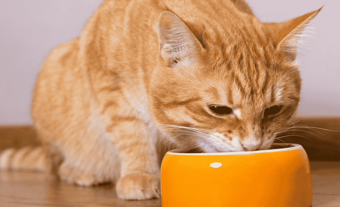 na alerta veterinaria ha puesto el foco en un problema de salud que afecta cada vez más a los gatos domésticos: la lipidosis hepática felina, o hígado graso.