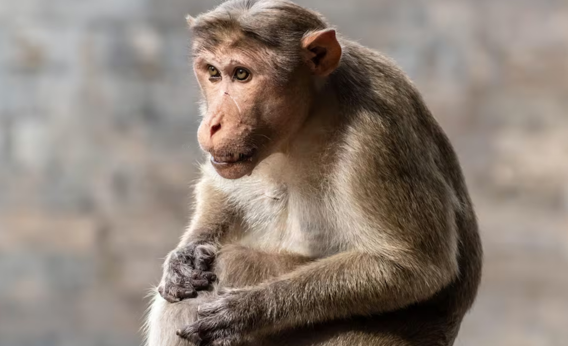 Este macaco rhesus es uno de los primates que huyó tras un choque en EE.UU. Autoridades urgen precaución por su posible carga viral.