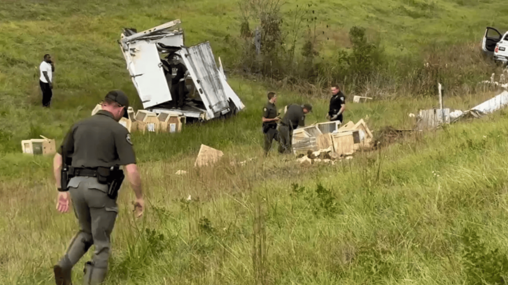 La carretera I-59 fue cerrada mientras las autoridades rastrean a los monos de laboratorio fugados. El choque del camión ha desatado una alerta sanitaria en EE.UU.