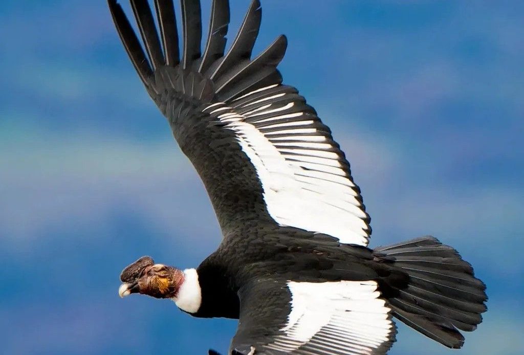 El Cóndor simboliza la energía, el esfuerzo y la altivez de la nación, alzando sus alas para el vuelo.
