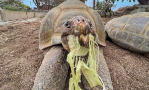 La tortuga de Galápagos, cuya edad se estimaba en 141 años, murió el 20 de noviembre de 2025.