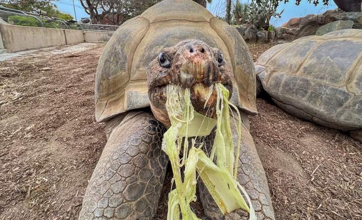 La tortuga de Galápagos, cuya edad se estimaba en 141 años, murió el 20 de noviembre de 2025.